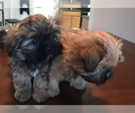 Small Photo #1 Shih Tzu Puppy For Sale in RALEIGH, NC, USA