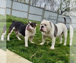 Olde English Bulldogge Litter for sale in FAIRMONT, WV, USA