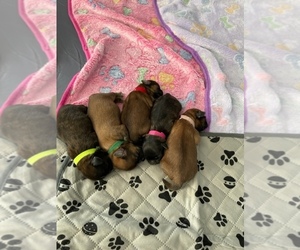 Shih Tzu Litter for sale in NEW CASTLE, IN, USA