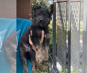 German Shepherd Dog Litter for sale in STATESBORO, GA, USA