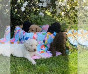 Labradoodle Litter for sale in GRANNIS, AR, USA