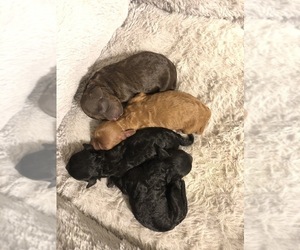 Poodle (Toy) Litter for sale in CONWAY, AR, USA