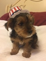 Shorkie Tzu Litter for sale in FREDERICK, MD, USA
