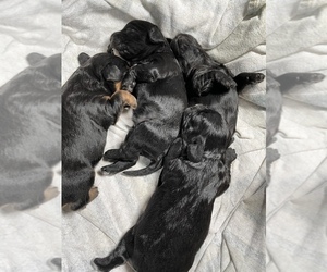 Cavapoo Litter for sale in HOLDEN, MO, USA