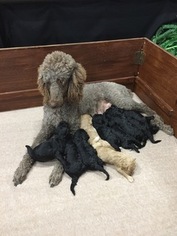 Labradoodle Litter for sale in BRAZOS BEND, TX, USA