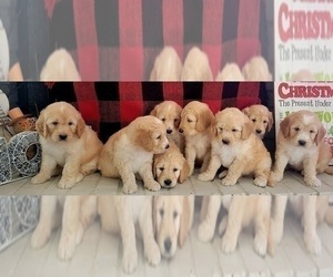 Goldendoodle Litter for sale in DESOTO, TX, USA