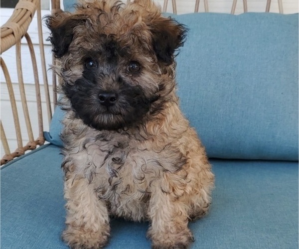 Medium Photo #1 ShihPoo Puppy For Sale in ZILLAH, WA, USA