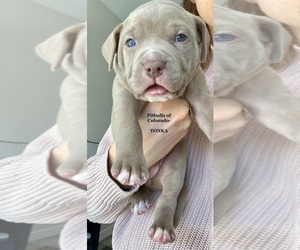 American Pit Bull Terrier Litter for sale in THORNTON, CO, USA