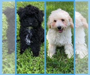 Poodle (Toy) Litter for sale in PLANT CITY, FL, USA