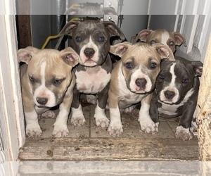 American Bully Litter for sale in LUBBOCK, TX, USA