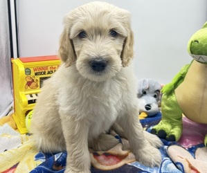 Goldendoodle Litter for sale in NORTH SMITHFIELD, RI, USA