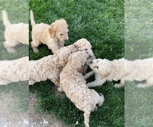 Goldendoodle Litter for sale in ISLAND, KY, USA