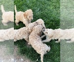 Small Photo #1 Goldendoodle Puppy For Sale in ISLAND, KY, USA