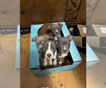 Small Photo #1 Bullypit Puppy For Sale in TUMWATER, WA, USA