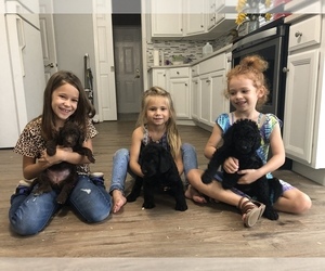 Labradoodle Litter for sale in ALAFAYA, FL, USA