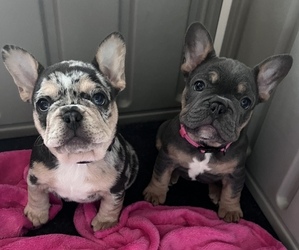 French Bulldog Litter for sale in UNION, KY, USA