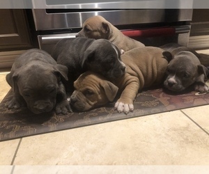 American Bulldog-American Staffordshire Terrier Mix Litter for sale in BROOKSHIRE, TX, USA