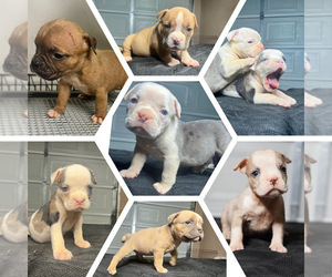 American Bully Litter for sale in MABLETON, GA, USA