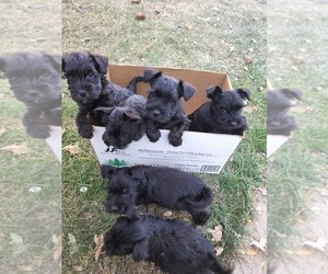 Schnauzer (Miniature) Litter for sale in GREELEY, CO, USA