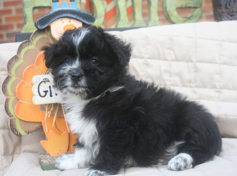 Medium Photo #1 Aussiedoodle Puppy For Sale in LAWRENCEBURG, IN, USA