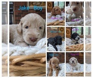 Aussiedoodle-Goldendoodle Mix Litter for sale in SOUTHFIELD, MI, USA