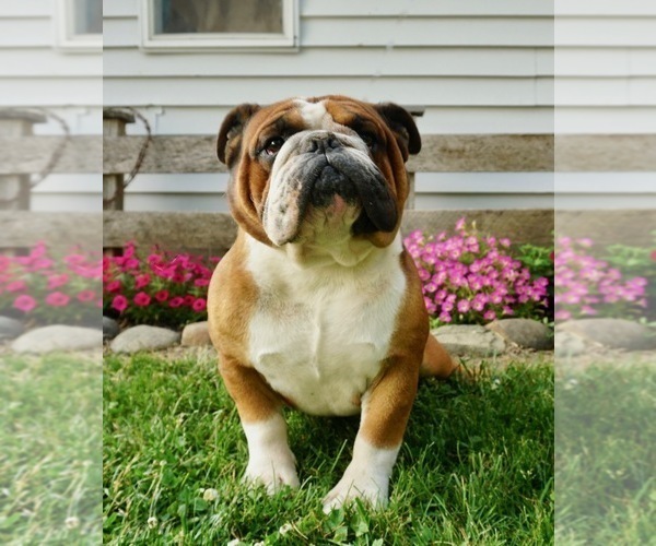 Medium Photo #1 Beagle-English Bulldog Mix Puppy For Sale in NAPPANEE, IN, USA
