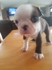 Boston Terrier Litter for sale in HUMANSVILLE, MO, USA