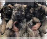 Small Photo #1 German Shepherd Dog Puppy For Sale in PENDLETON, OR, USA