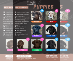 Labrador Retriever Litter for sale in BOISE, ID, USA