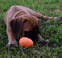 Mastiff Litter for sale in FORNEY, TX, USA