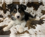 Small Photo #1 Australian Shepherd Puppy For Sale in ASTOR, FL, USA