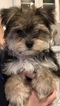 Small Photo #1 Morkie Puppy For Sale in BRENTWOOD, TN, USA
