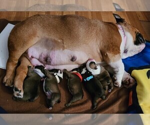 Bulldog Litter for sale in SOUTH GLENS FALLS, NY, USA