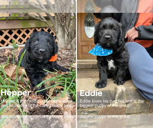 Aussiedoodle-Golden Retriever Mix Litter for sale in FARMINGTON, AR, USA