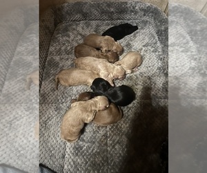 Goldendoodle Litter for sale in LEBANON, MO, USA