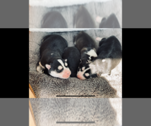 Siberian Husky Litter for sale in CARL JUNCTION, MO, USA