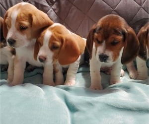 Beagle Litter for sale in BOLIVAR, MO, USA