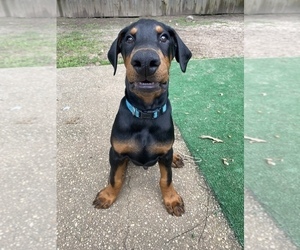 Doberman Pinscher Litter for sale in PACE, FL, USA