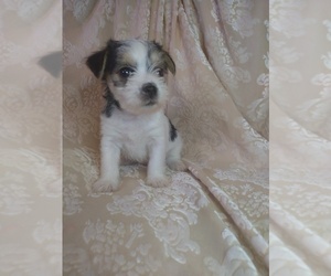 Morkie Litter for sale in CLEVELAND, OH, USA