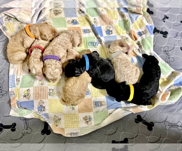 Medium Photo #1 Goldendoodle Puppy For Sale in FORT HOOD, TX, USA