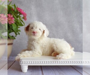 Poodle (Miniature) Litter for sale in HONEY BROOK, PA, USA