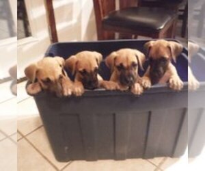 Great Dane Litter for sale in BURLESON, TX, USA