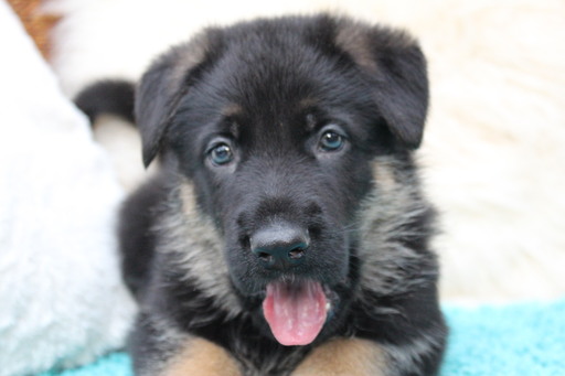 Medium Photo #1 German Shepherd Dog Puppy For Sale in OCALA, FL, USA