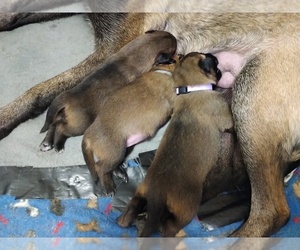 Belgian Malinois Litter for sale in CORNING, CA, USA