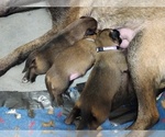 Small Photo #1 Belgian Malinois Puppy For Sale in CORNING, CA, USA