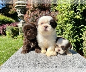 Medium Shih Tzu