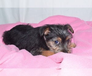 Toy Fox Pinscher-Yorkshire Terrier Mix Litter for sale in PATERSON, NJ, USA