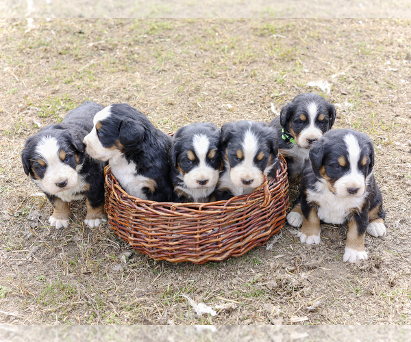 Medium Photo #1 Bernese Mountain Dog Puppy For Sale in BONNERS FERRY, ID, USA