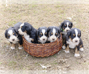 Bernese Mountain Dog Litter for sale in BONNERS FERRY, ID, USA