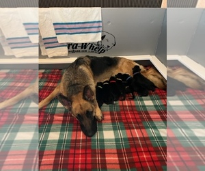 German Shepherd Dog Litter for sale in DIVIDE, CO, USA